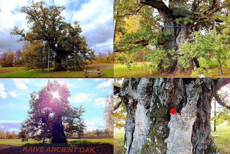 Kaive Ancient Oak