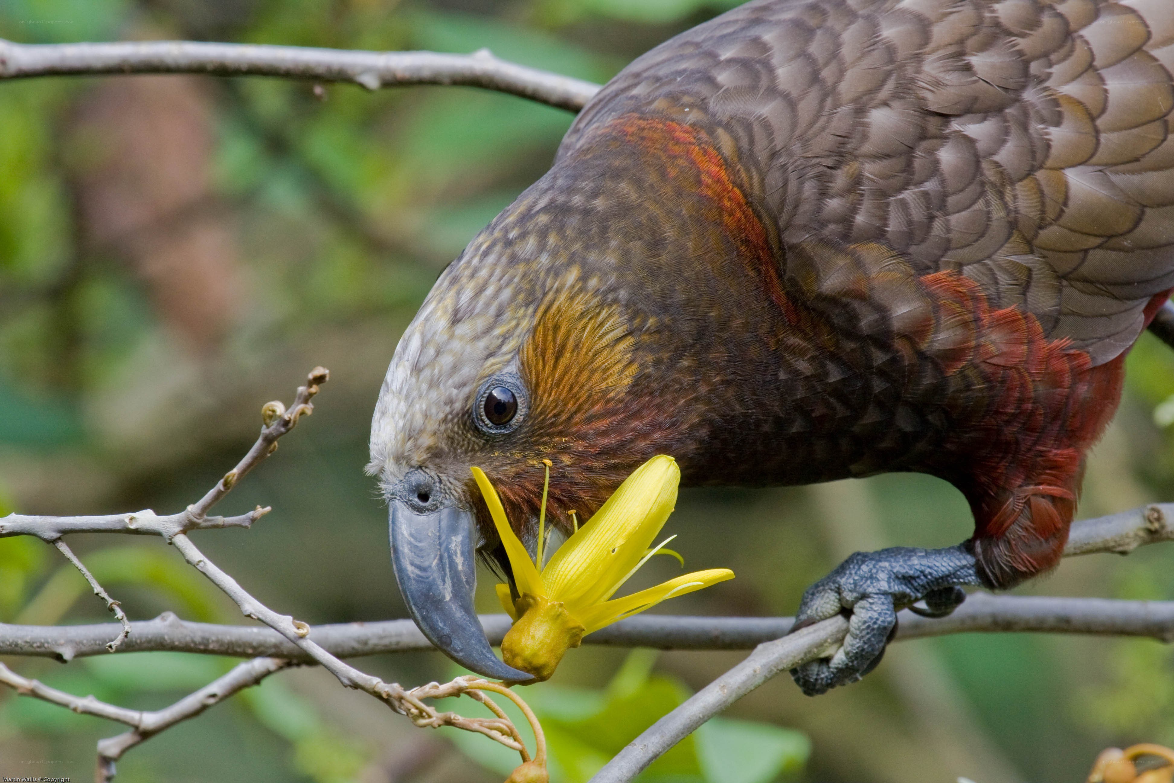 kakapo eating a yellow flower