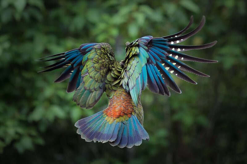 Kakapo Parrot in Flight