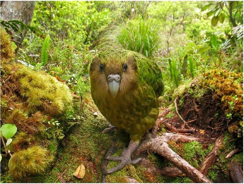 Kakapo Parrot on Forest Floor