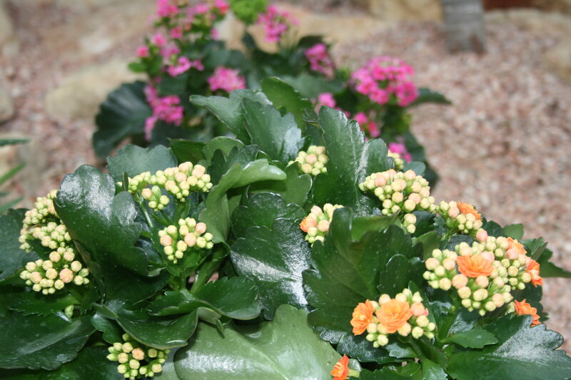 Kalanche Flowers in Bloom