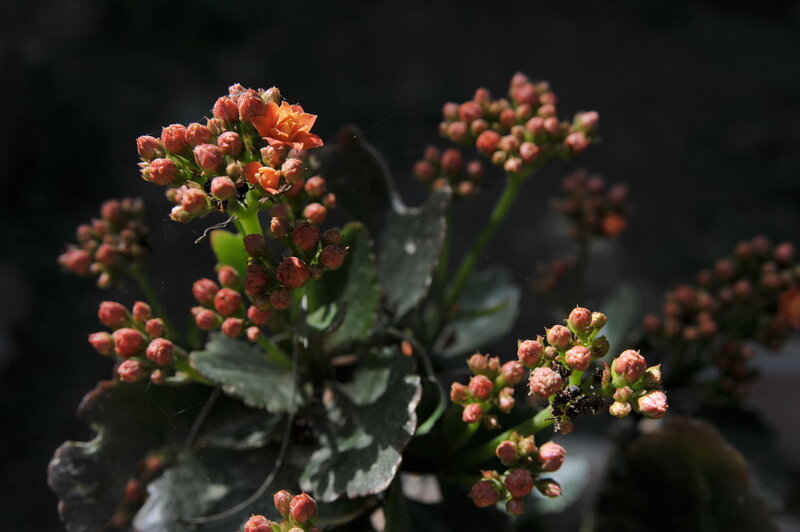 Kalanchoe flower buds in sunlight