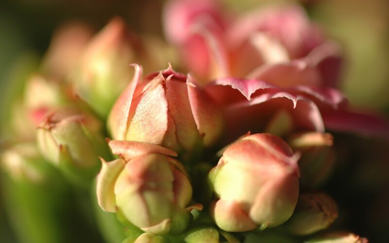 Kalanchoe Flower Buds