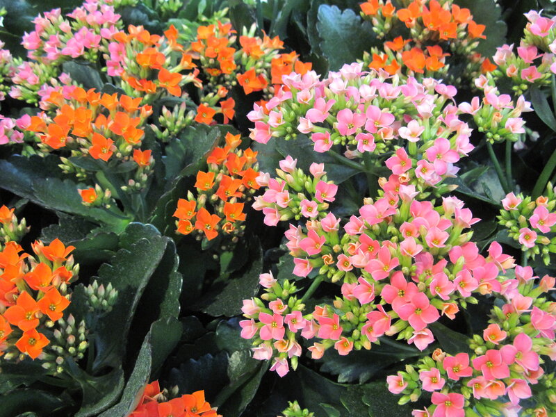 Kalanchoe Flowers — Pink