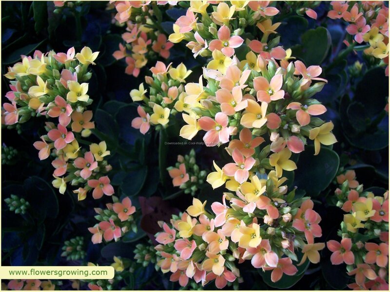 Kalanchoe Flowers