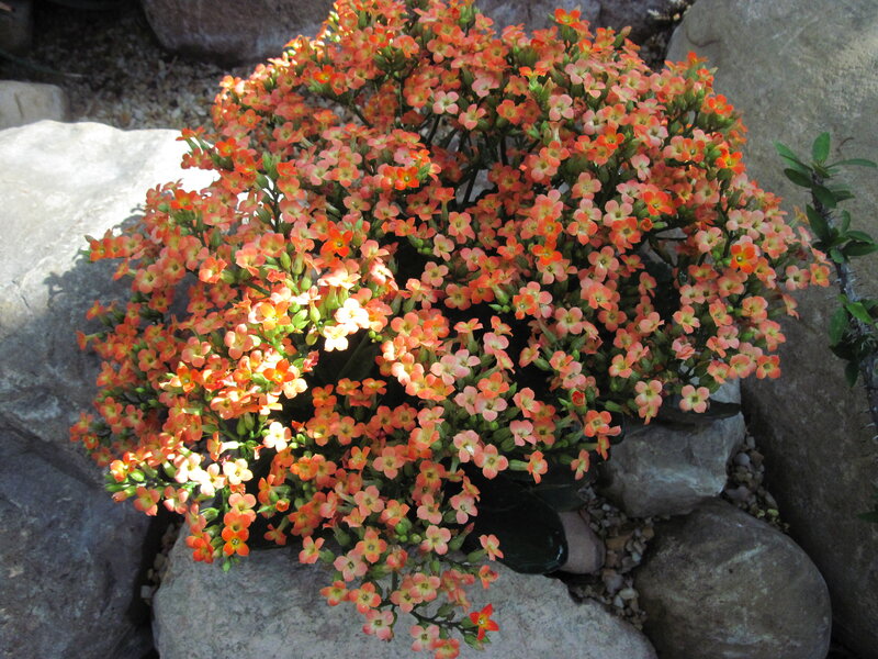 Kalanchoe Plant in Bloom