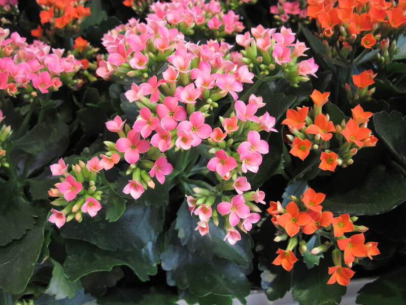 Kalanchoe Plant with Flowers — Pink