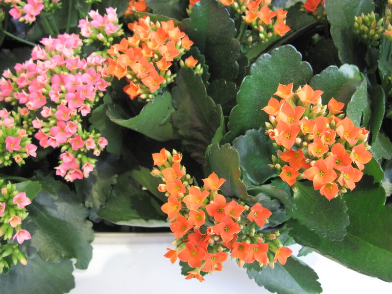 Kalanchoe Plant with Flowers