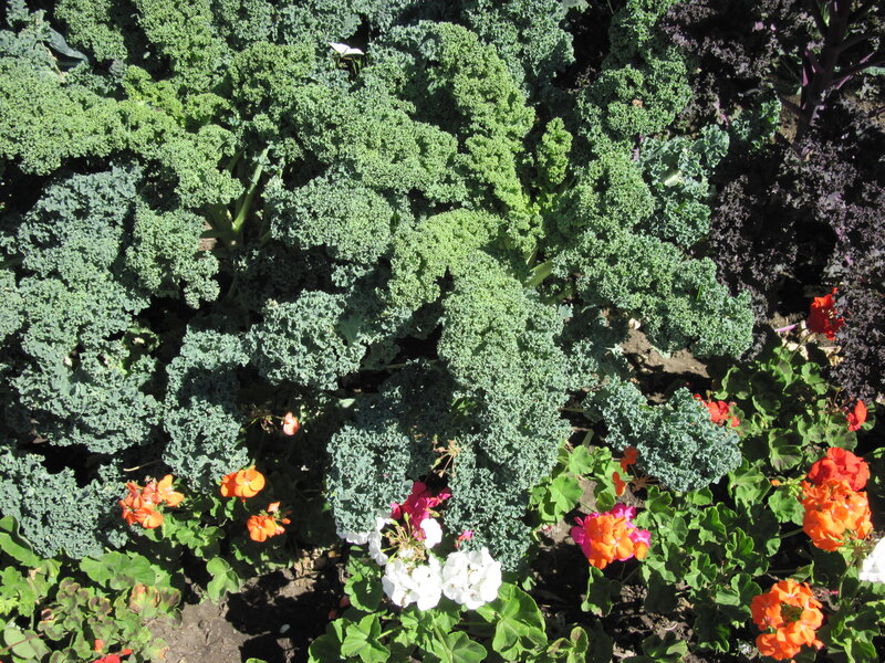 Kale and Geraniums — Green