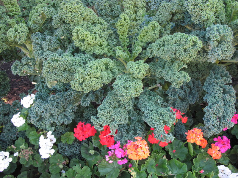 Kale and Geraniums