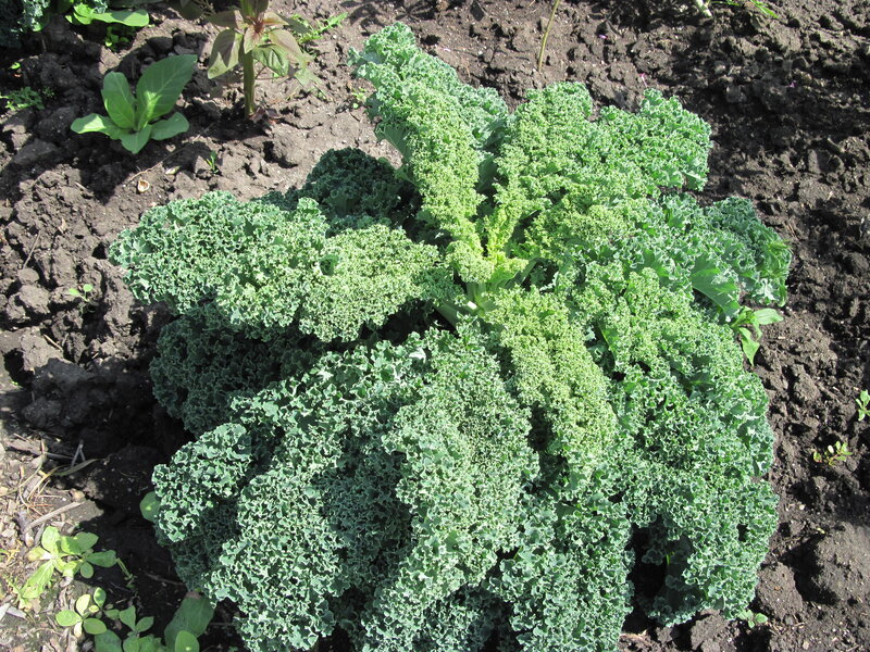 Kale Plant in Soil