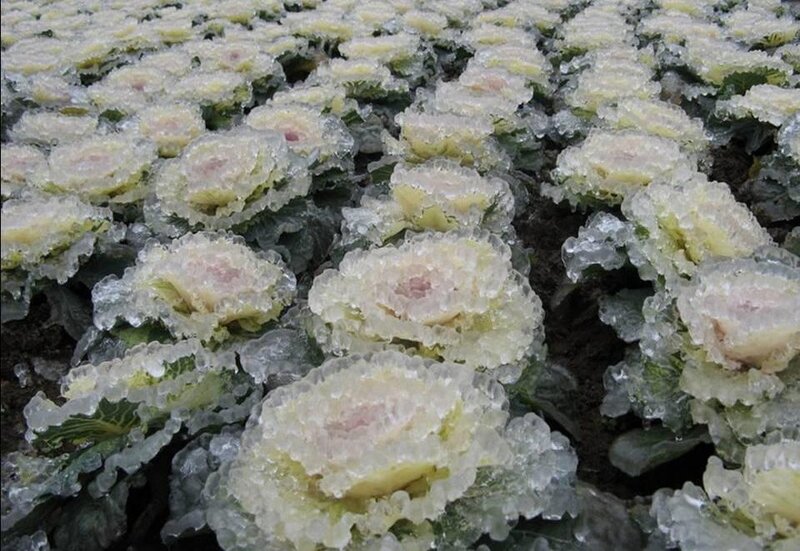 Kale Plants Covered in Ice