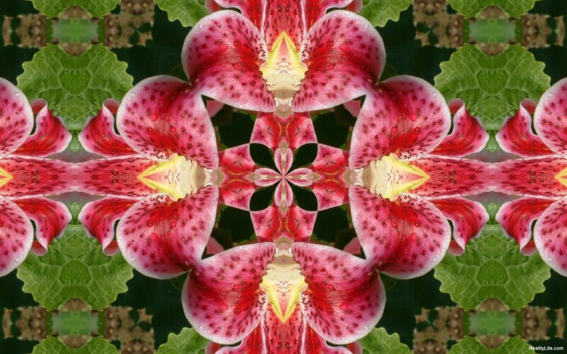 Kaleidoscopic flower pattern