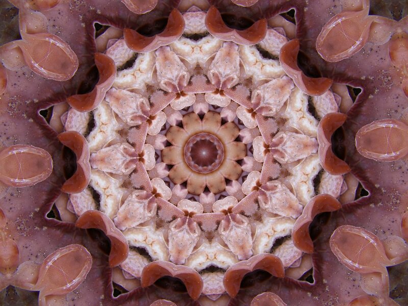 kaleidoscopic sea star pattern