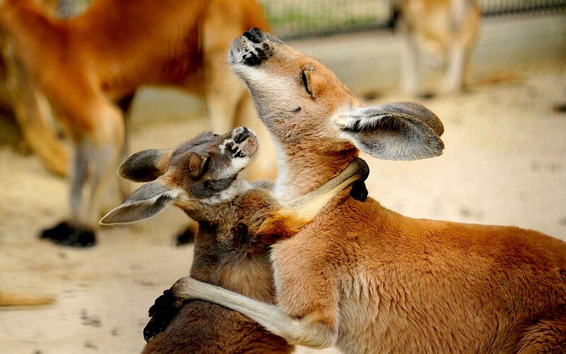 Kangaroo and Joey
