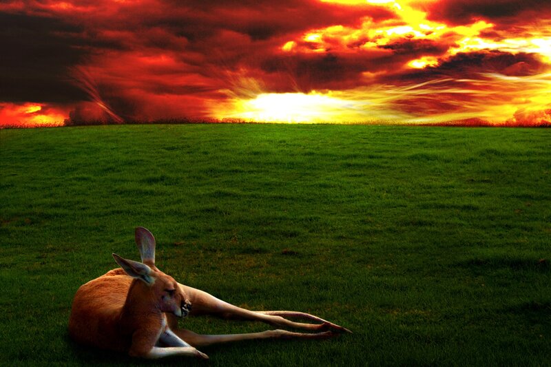 Kangaroo at sunset