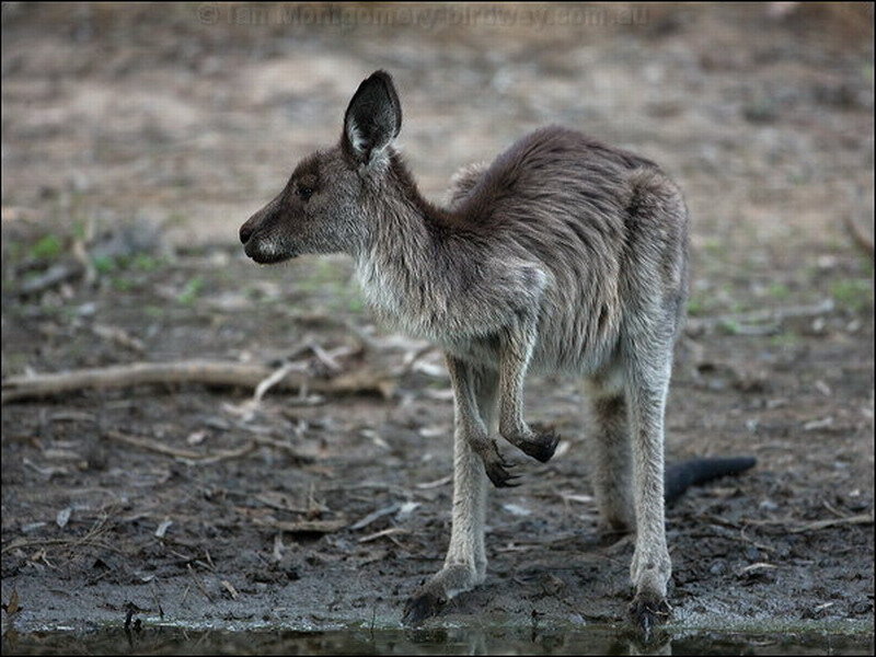 Kangaroo at Water's Edge