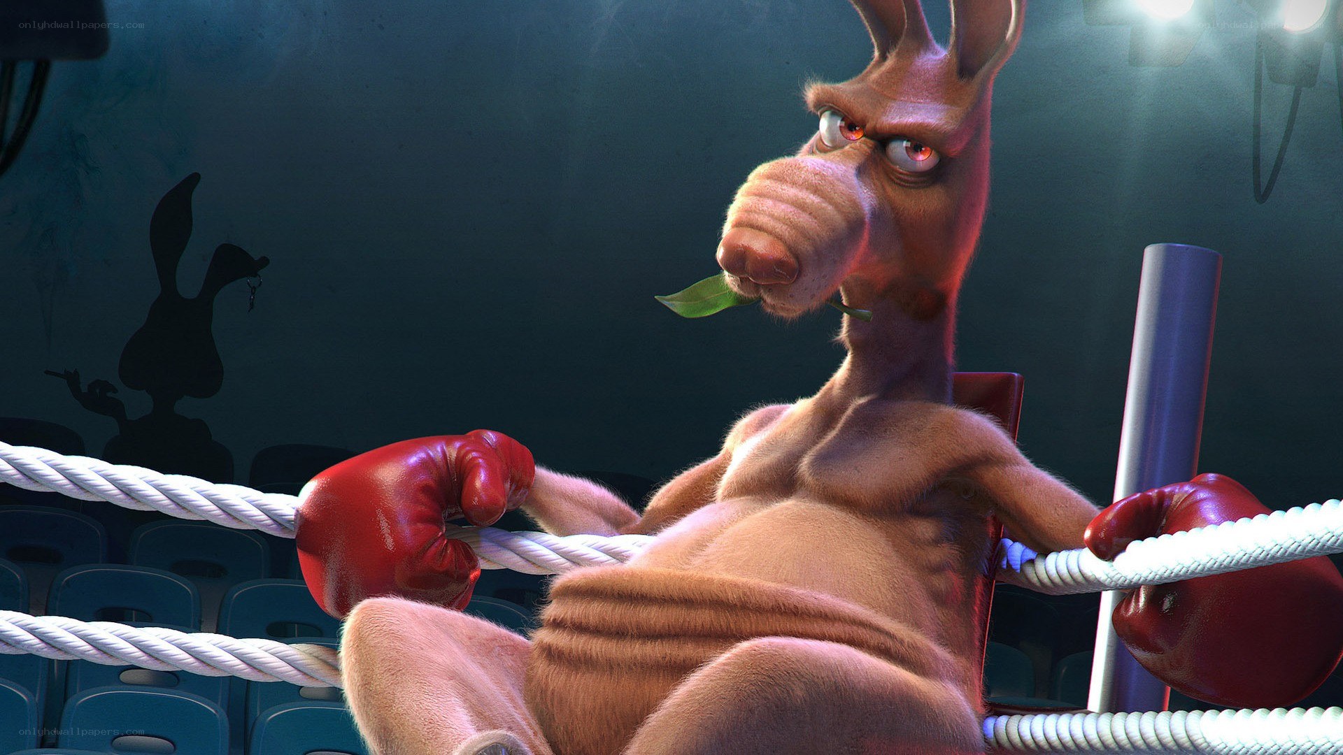 Kangaroo boxer in ring