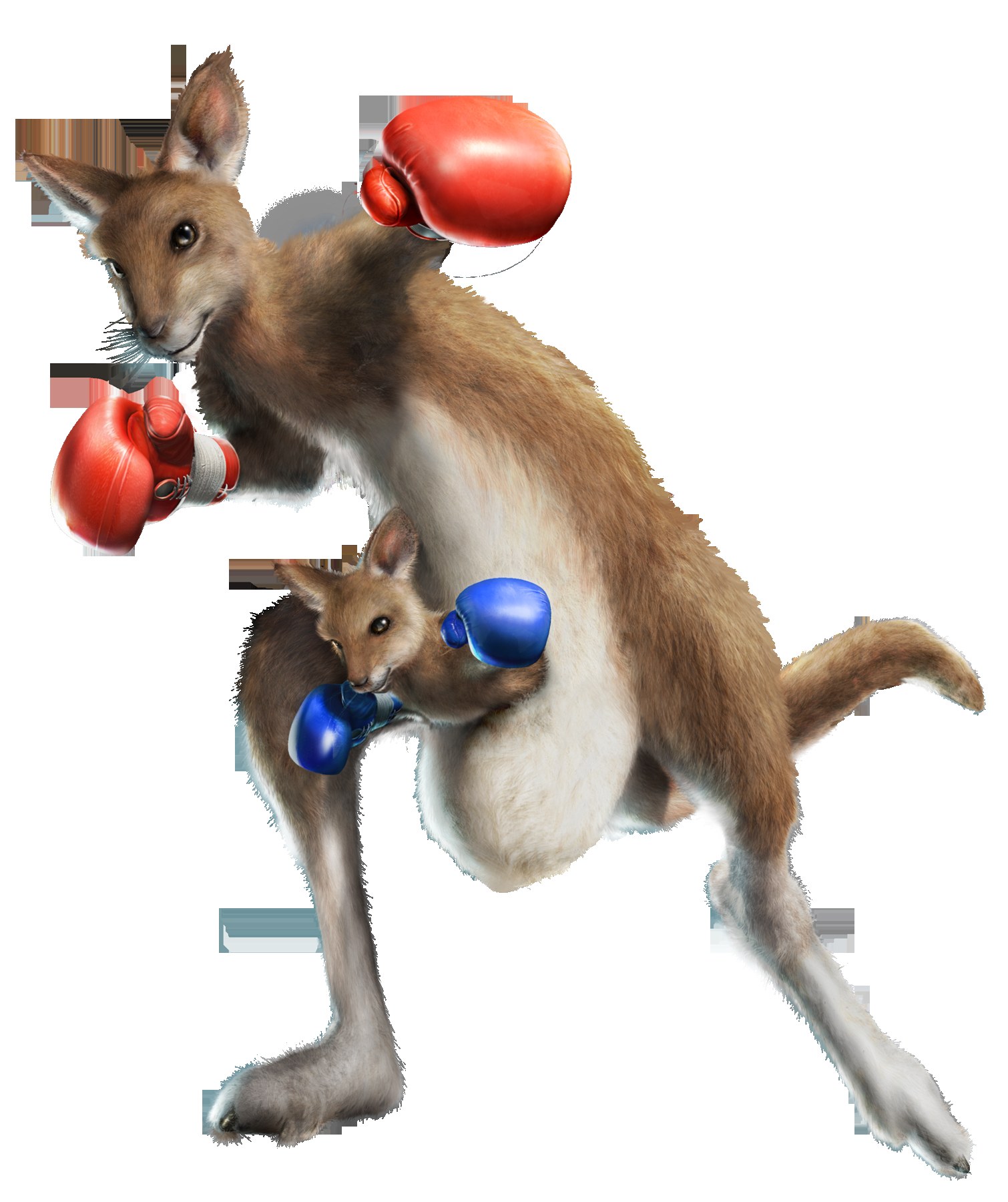 kangaroo boxing duo