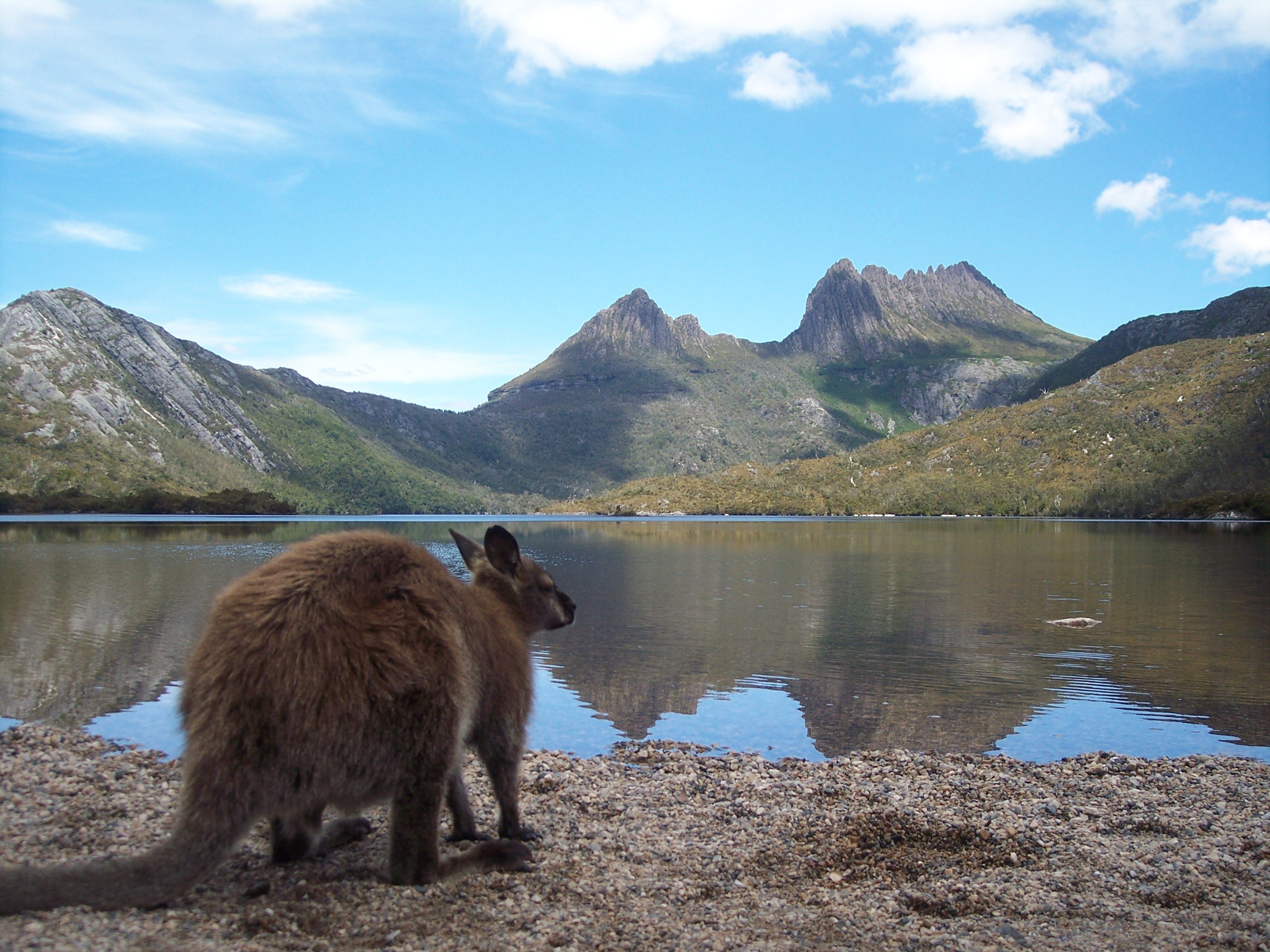 kangaroo by a lake with mountains