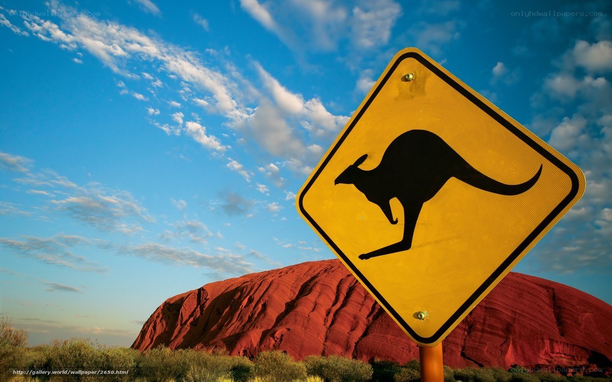 Kangaroo crossing near Uluru