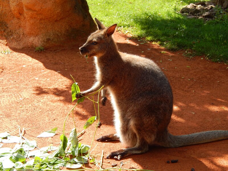 kangaroo eating leaves