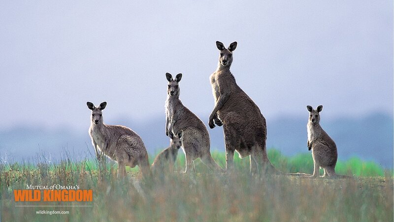 Kangaroo Family in Field