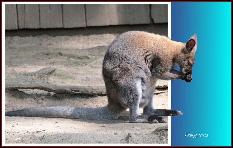 Kangaroo Grooming
