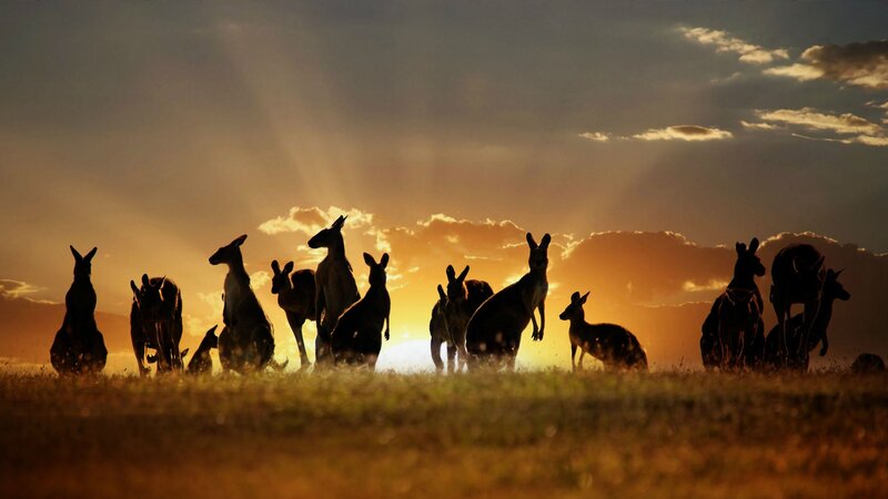Kangaroo Herd at Sunset