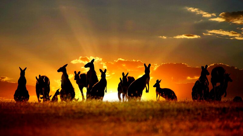Kangaroo Herd Silhouette