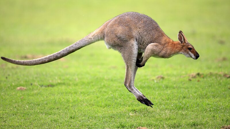 kangaroo hopping in grass