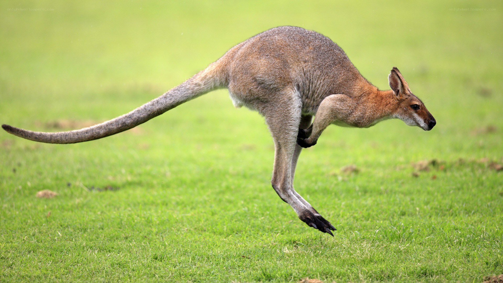 kangaroo hopping in grass