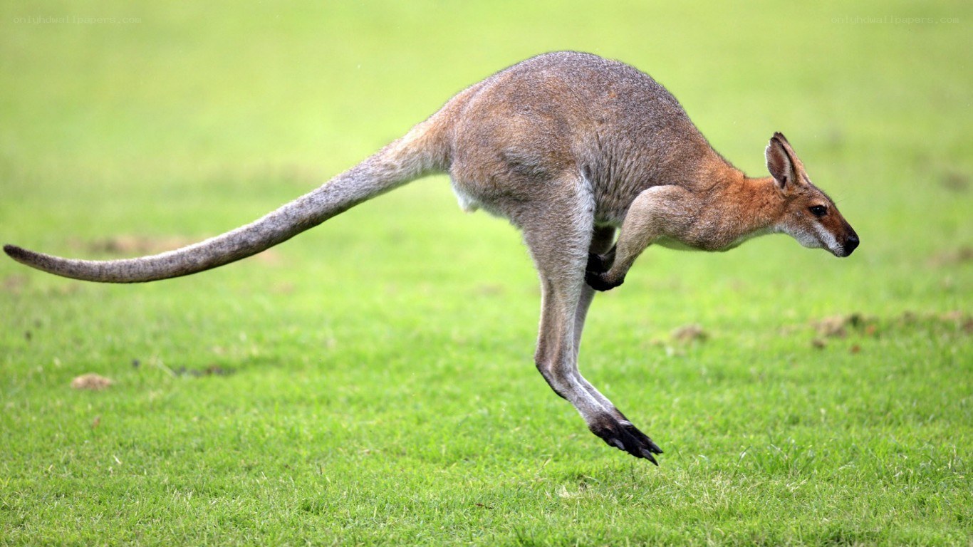 kangaroo hopping in grass