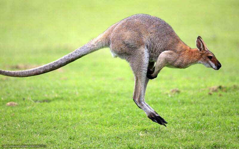 kangaroo hopping in grass