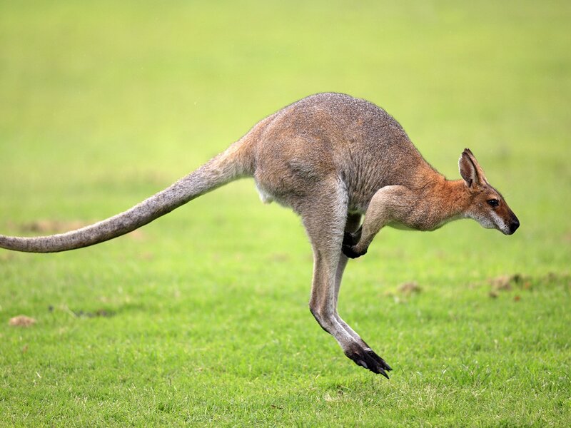 Kangaroo Hopping
