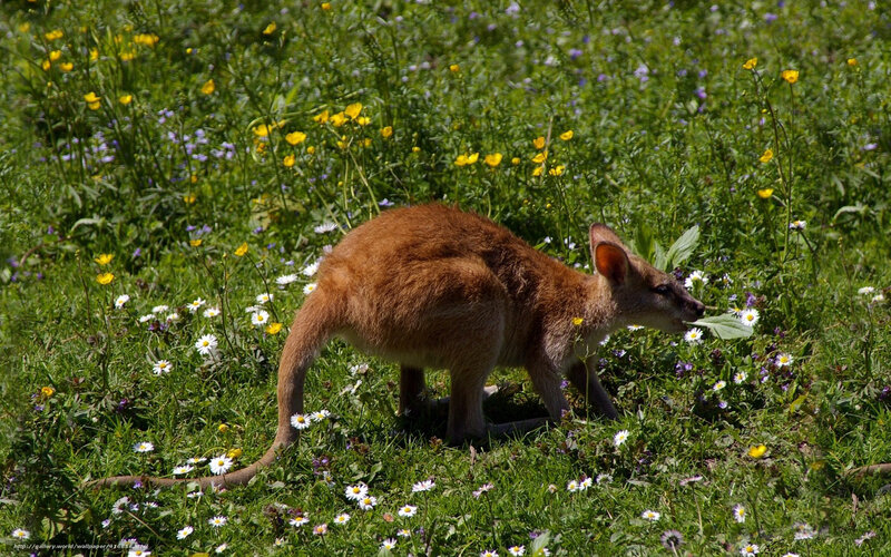 kangaroo in a flower field