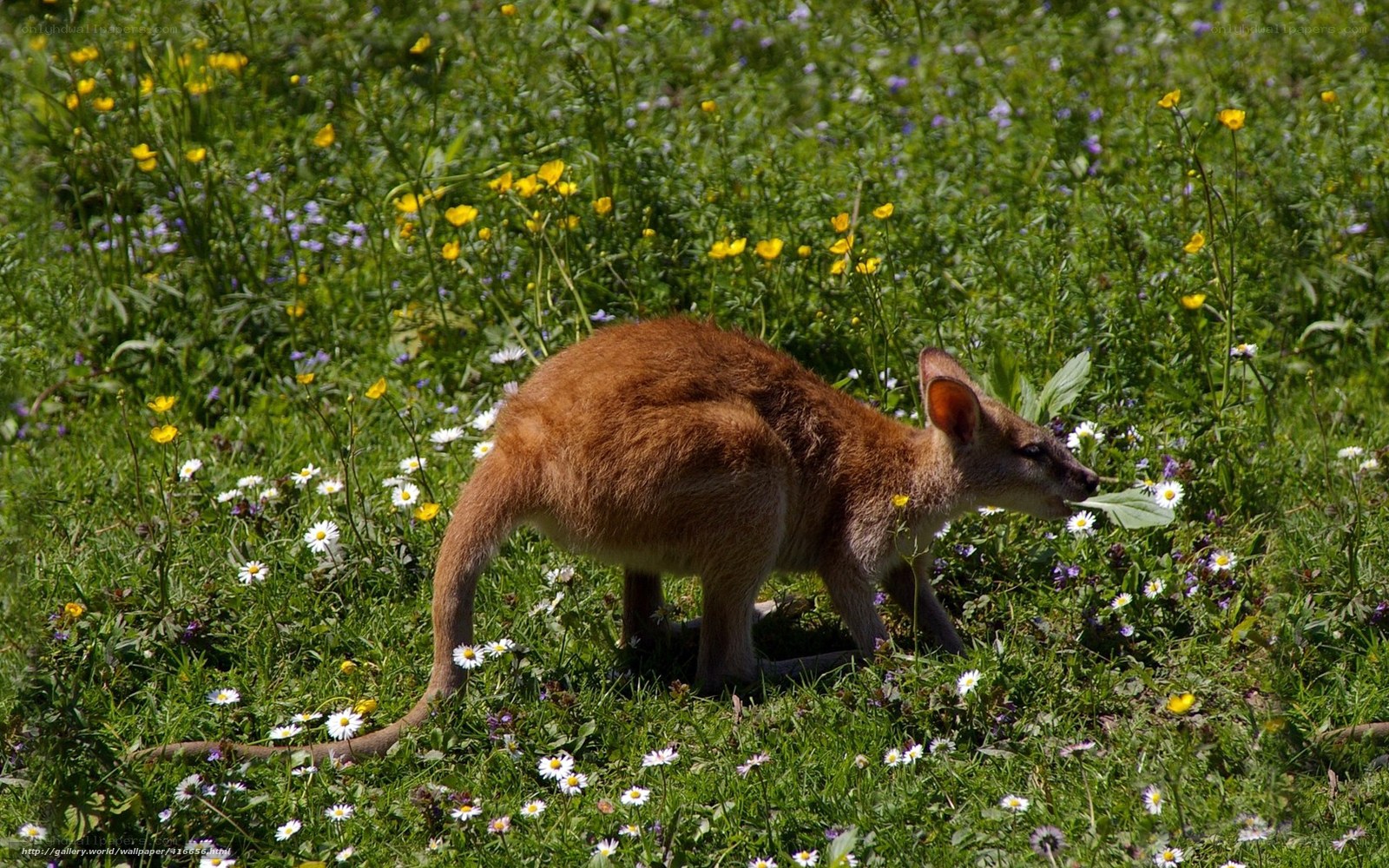 kangaroo in a flower field