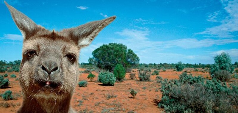 Kangaroo in Desert