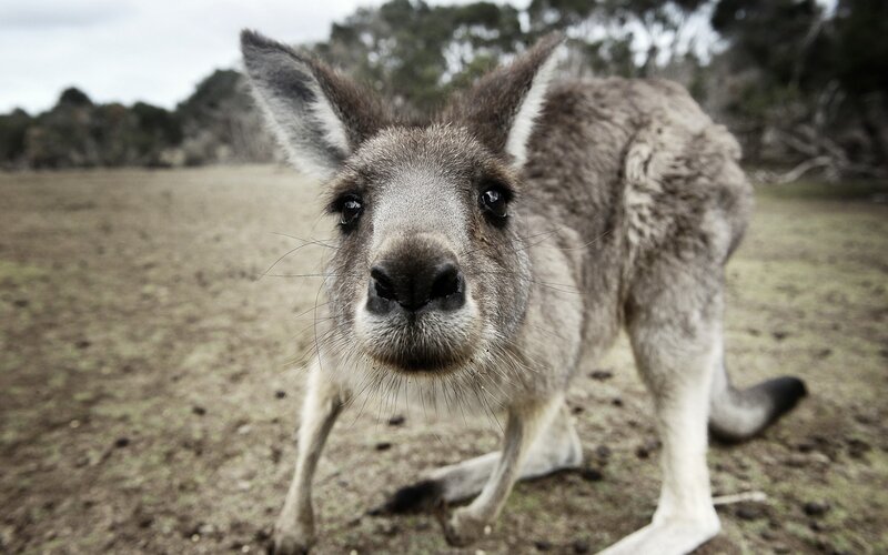 Kangaroo in Field — Brown, Curious