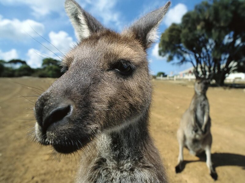 Kangaroo in Field — Brown
