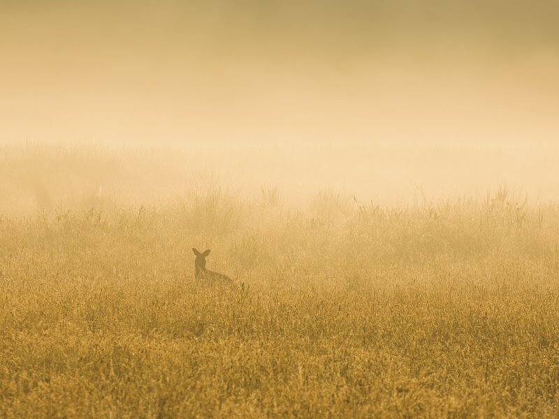 Kangaroo in Field