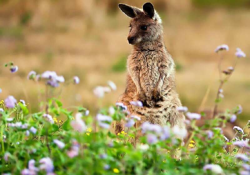 Kangaroo in Flowers