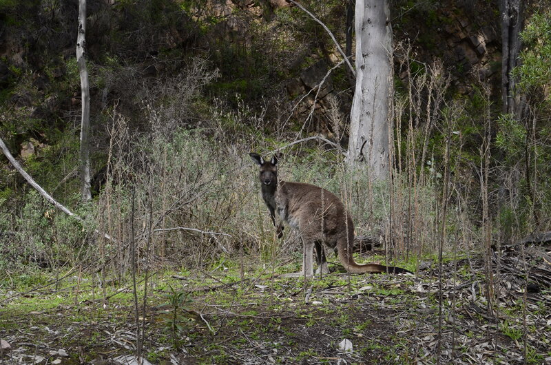 Kangaroo in Forest — Brown