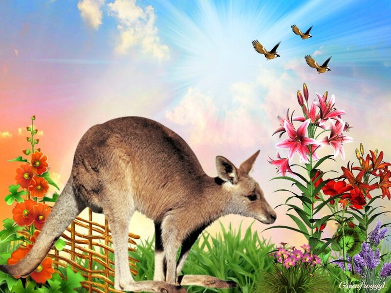 Kangaroo in Garden