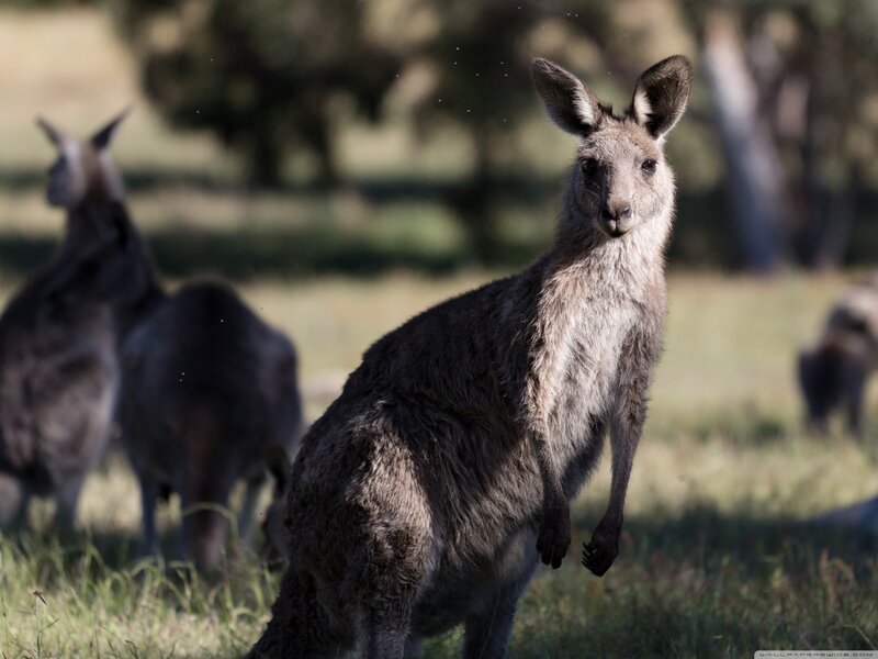 Kangaroo in Grass — Green, Calm