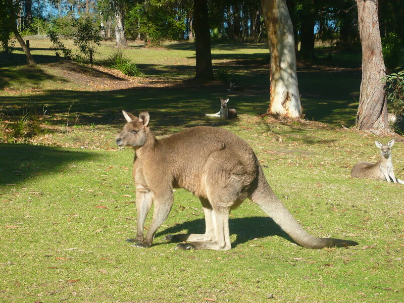 Kangaroo in Grass — Green, Serene