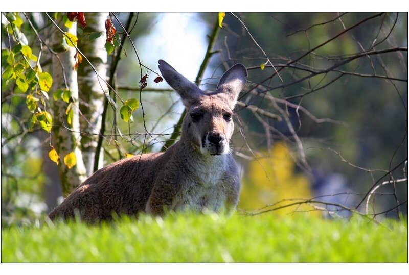 Kangaroo in Grass — Green