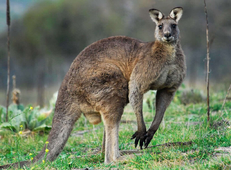 Kangaroo in Grass