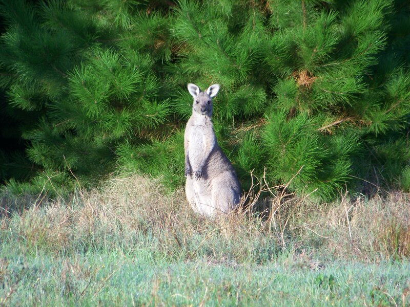 kangaroo in grassy area