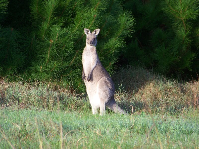 kangaroo in grassy field